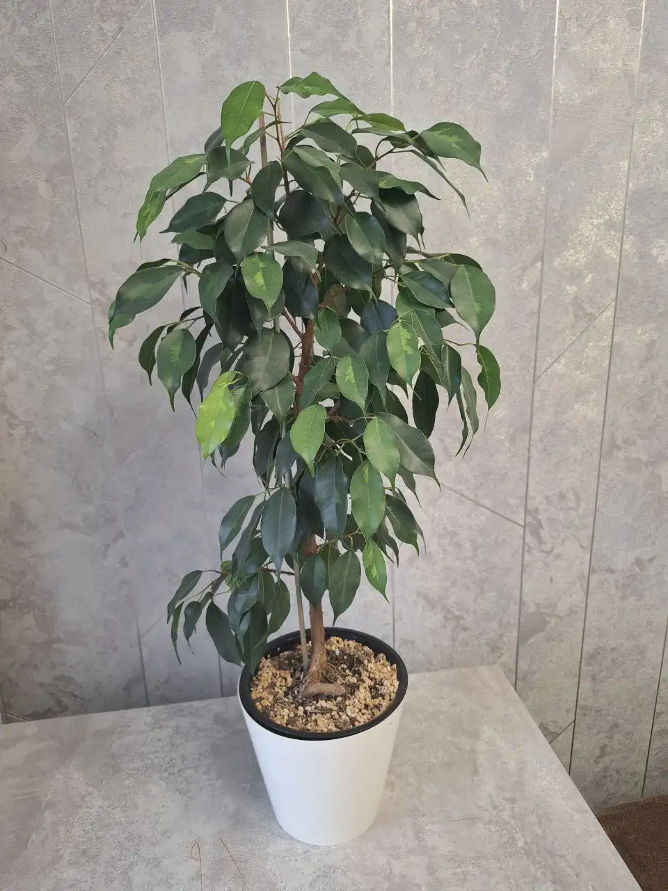 Продажа комнатных растений в Уфе - Растения (Хобби и отдых) в Уфа