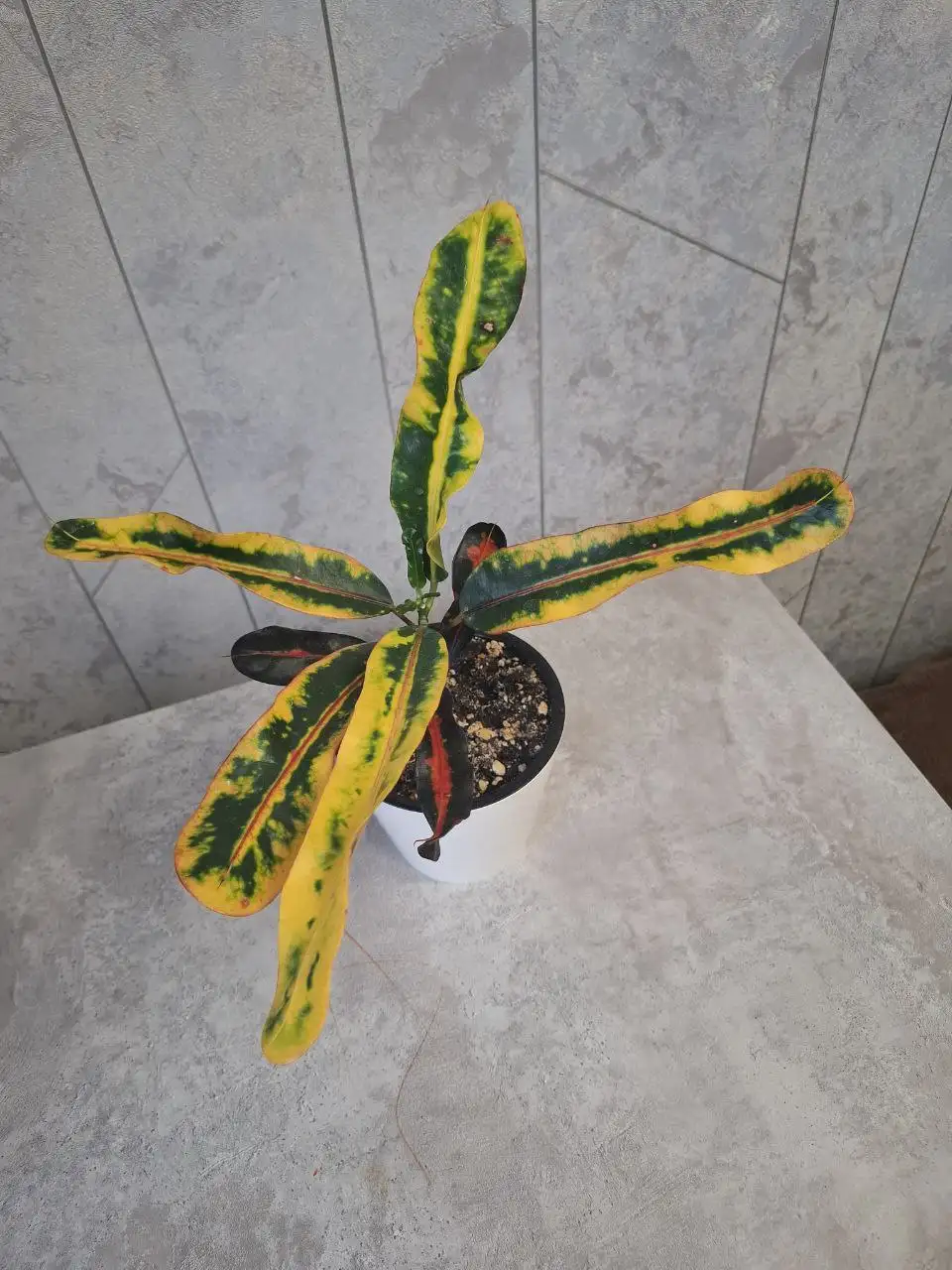 Продажа комнатных растений в Уфе - Растения (Хобби и отдых) в Уфа