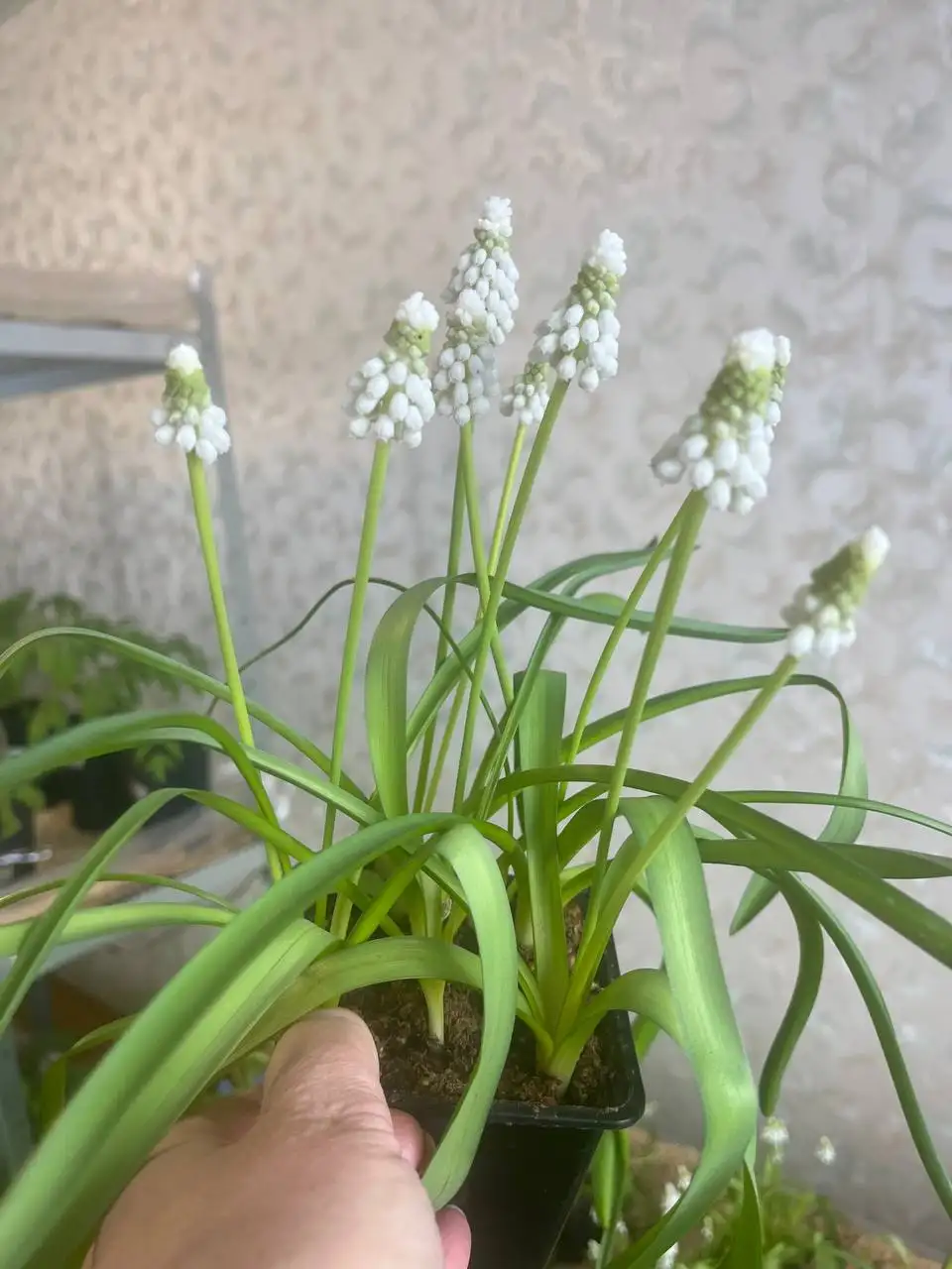 Продажа мускари белых - Растения (Хобби и отдых) в Уфа