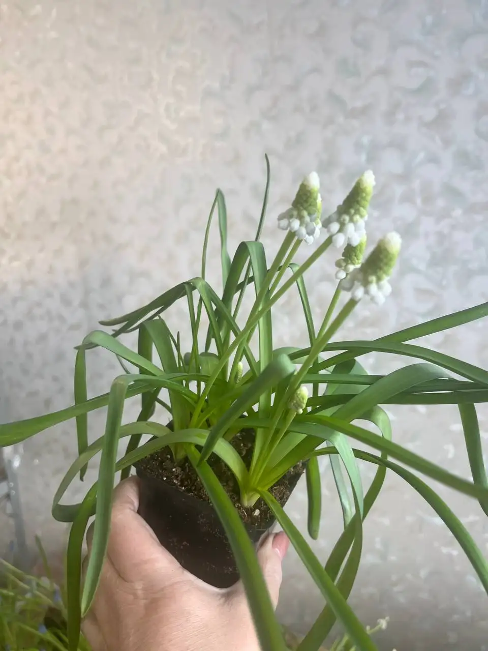 Продажа мускари белых - Растения (Хобби и отдых) в Уфа