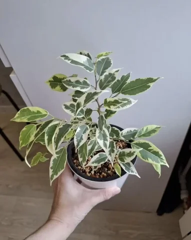 Фикус Николь - частное объявление в Уфа