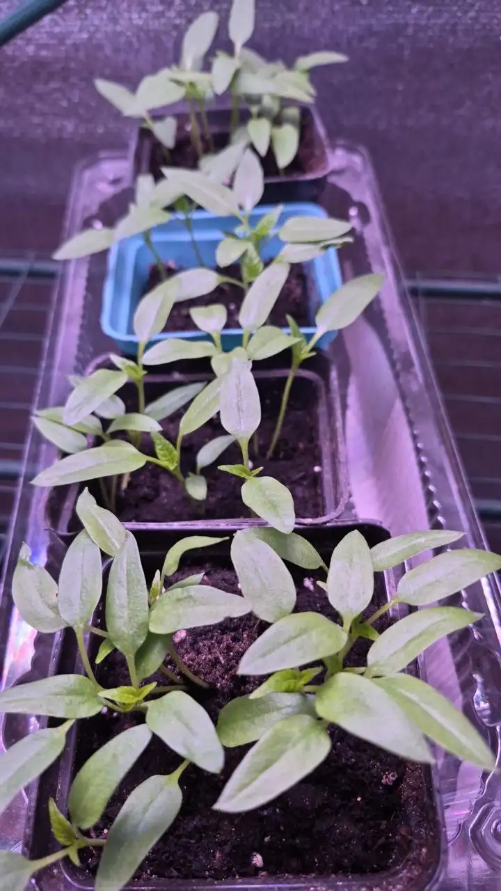 Продажа сеянцев перца для пикировки - Растения (Хобби и отдых) в Уфа