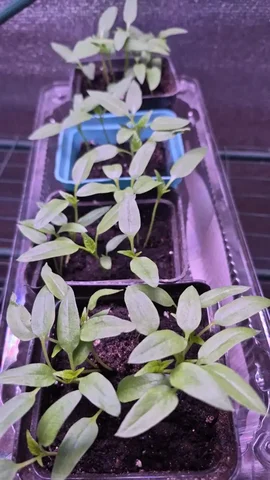 Продажа сеянцев перца для пикировки - частное объявление в Уфа