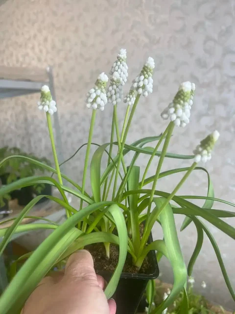 Продажа растений на дачу в Уфе - частное объявление в Уфа