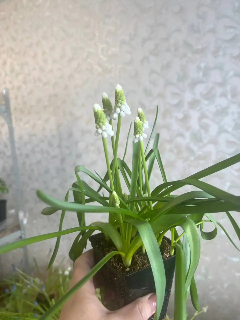 Продажа растений на дачу в Уфе - Растения (Хобби и отдых) в Уфа