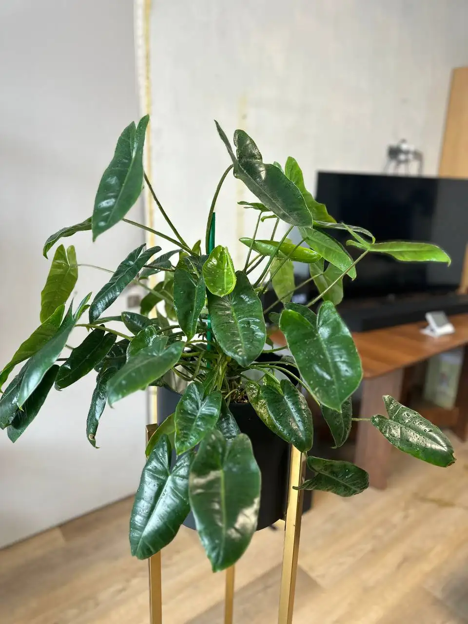 Продажа филодендрона Бурле Маркс в Уфе - Растения (Хобби и отдых) в Уфа