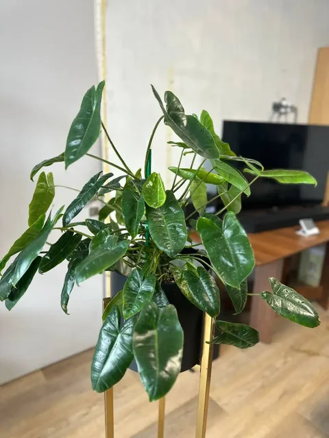 Продажа филодендрона Бурле Маркс в Уфе - частное объявление в Уфа