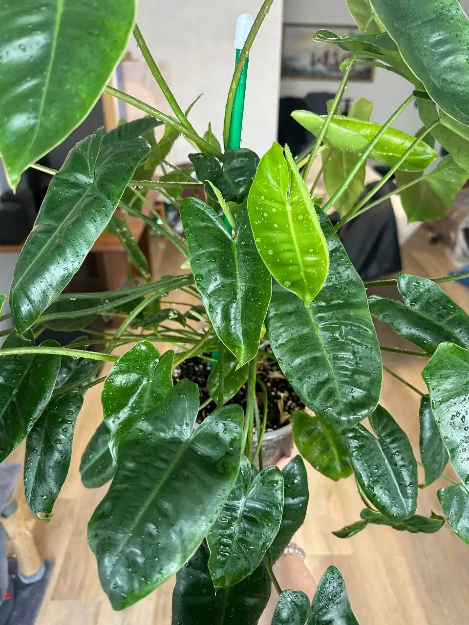 Продажа филодендрона Бурле Маркс в Уфе - Растения (Хобби и отдых) в Уфа