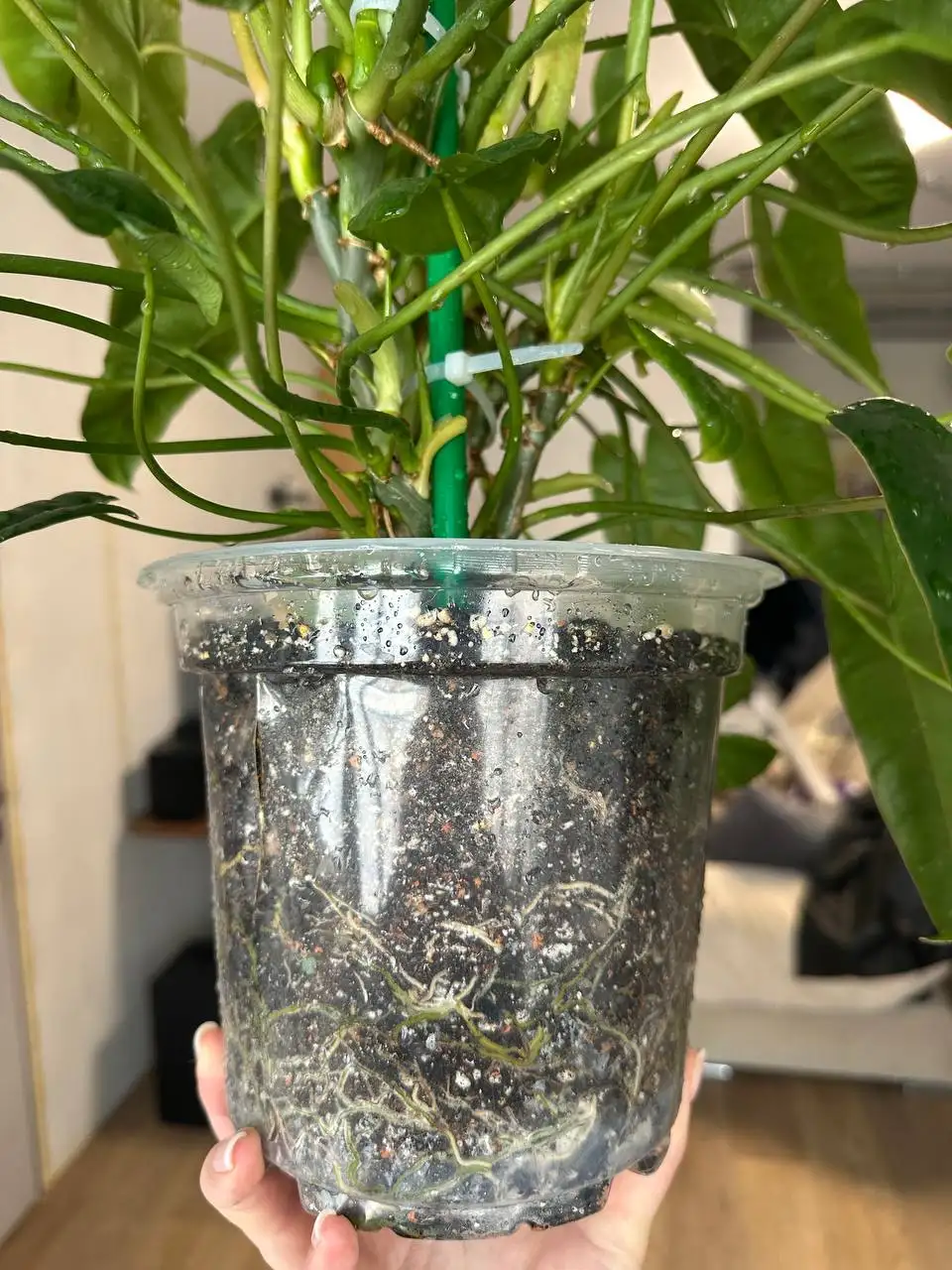 Продажа филодендрона Бурле Маркс в Уфе - Растения (Хобби и отдых) в Уфа