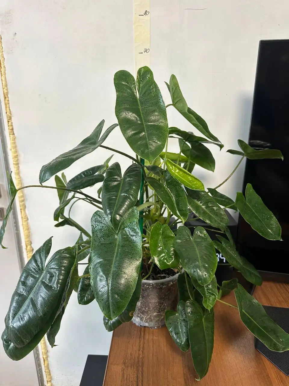 Продажа филодендрона Бурле Маркс в Уфе - Растения (Хобби и отдых) в Уфа