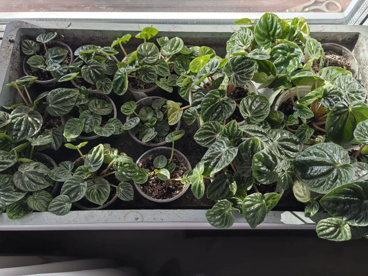 Продажа Пеперомии - Растения (Хобби и отдых) в Шипово