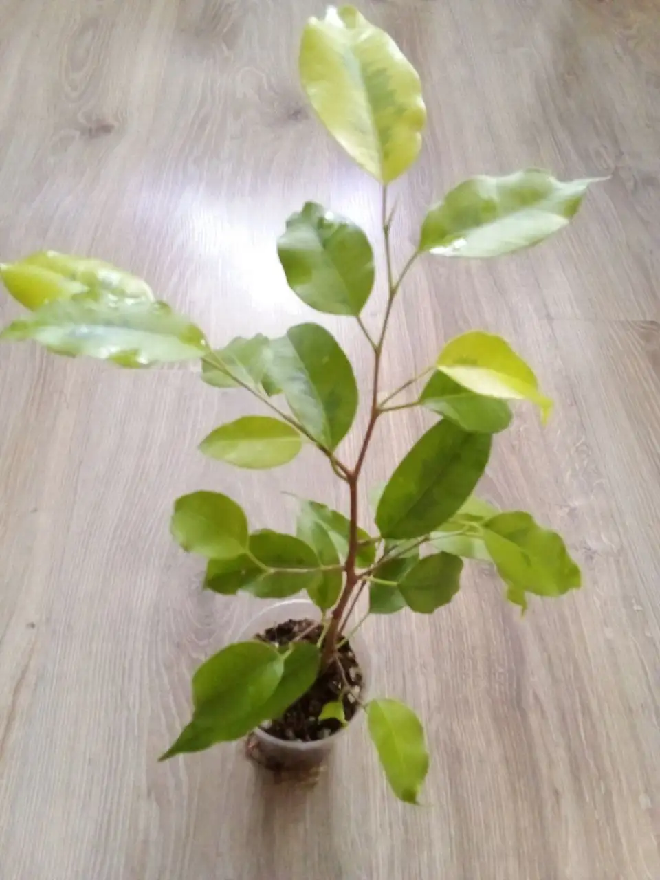 Фикус Реджинальд - Растения (Хобби и отдых) в Уфа