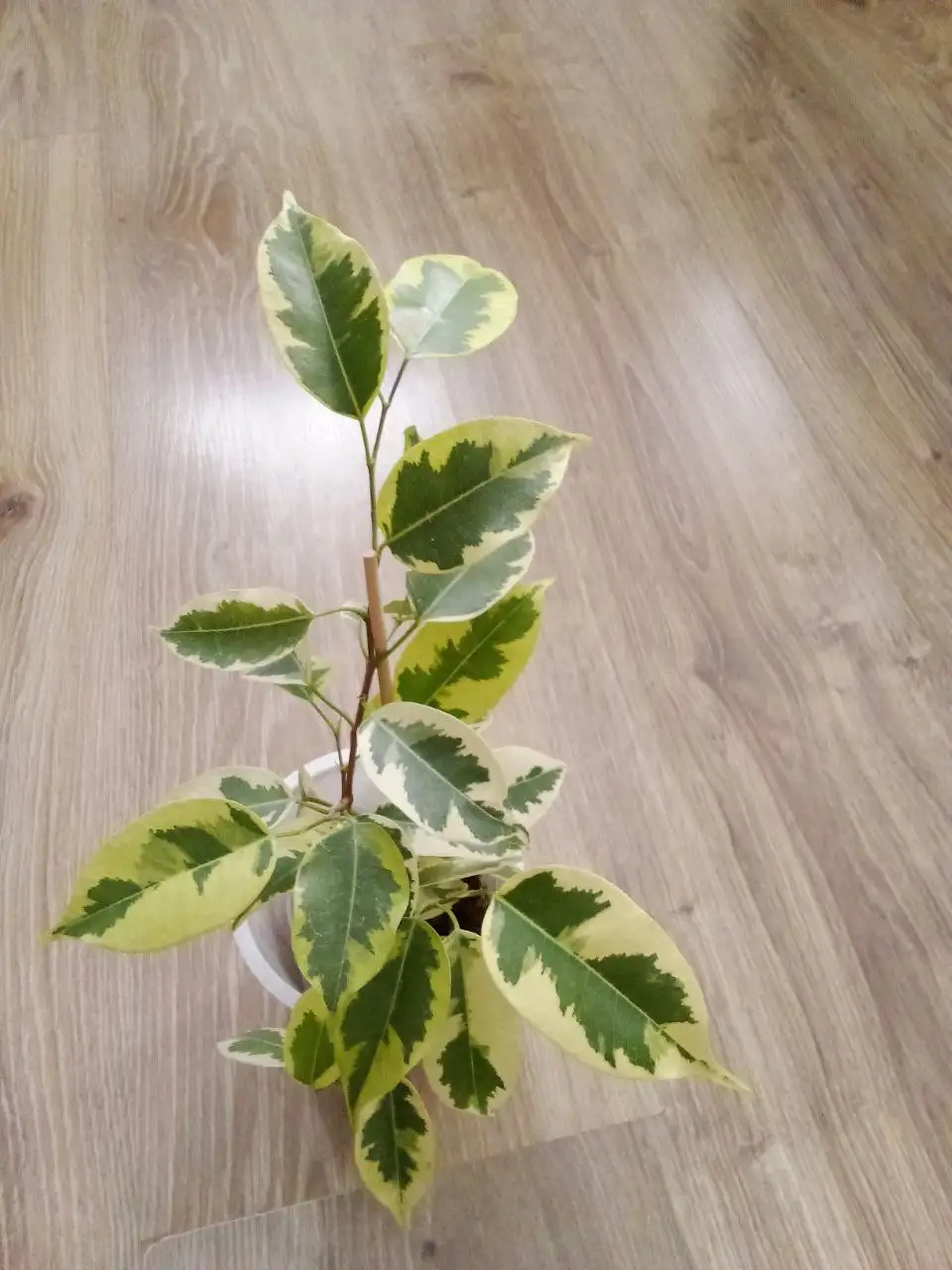 Растение Голден Кинг в Уфе - Растения (Хобби и отдых) в Уфа