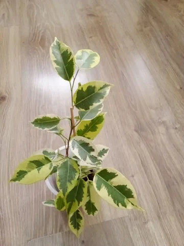 Растение Голден Кинг в Уфе - частное объявление в Уфа