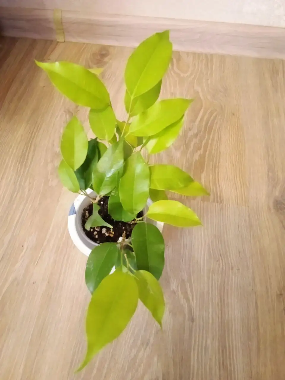 Фикус неон в стакане - Растения (Хобби и отдых) в Уфа