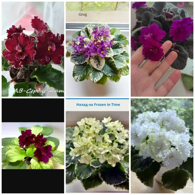 Фиалки цветущие, стартеры, срез листа - частное объявление в Уфа