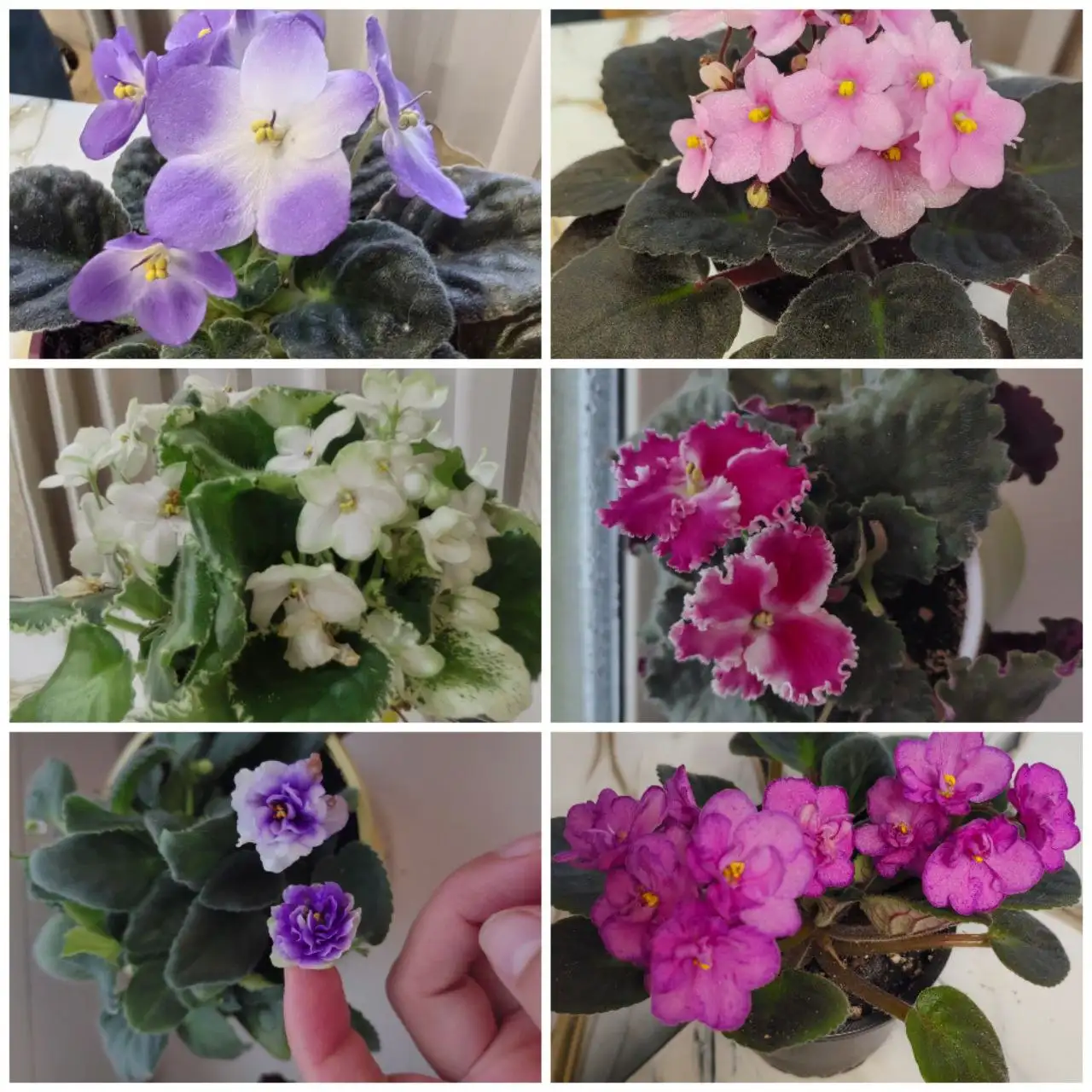 Фиалки цветущие, стартеры, срез листа - Растения (Хобби и отдых) в Уфа