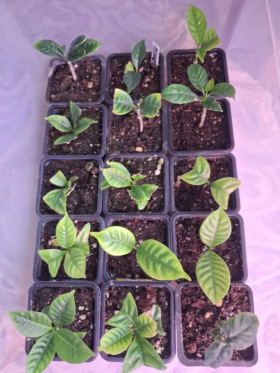 Табернемонтана в Ярком - Растения (Хобби и отдых) в Уфа