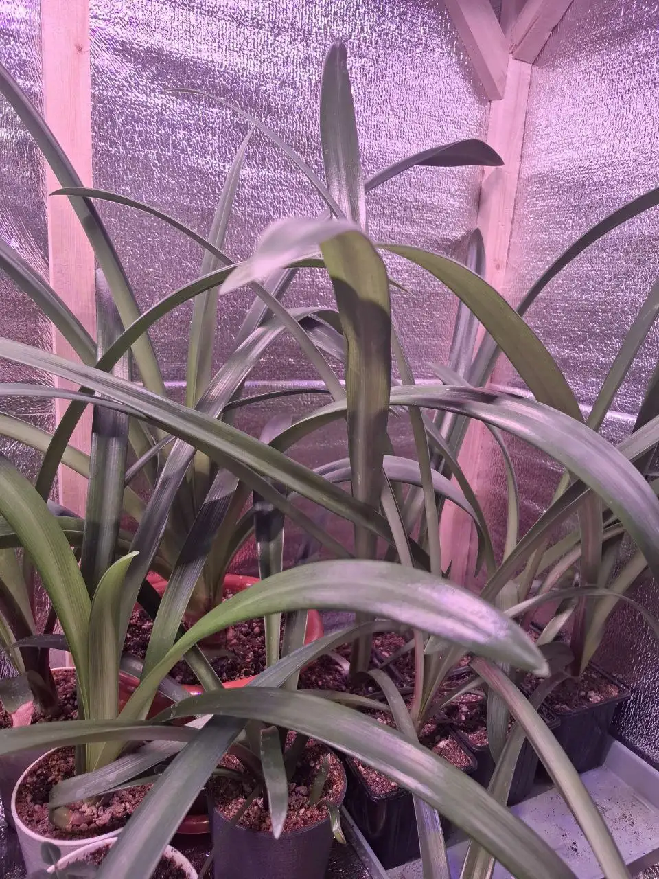 Детки гипеаструма (амаралисов) 2.5 года из скрещенных семян - Растения (Хобби и отдых) в Уфа