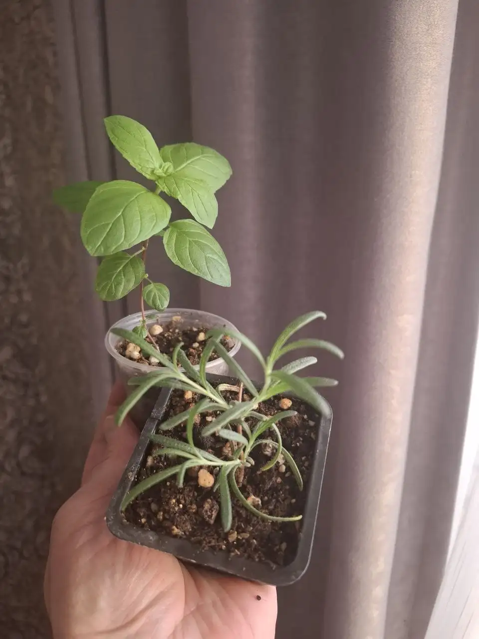 Мята и розмарин в Ярком - Растения (Хобби и отдых) в Уфа