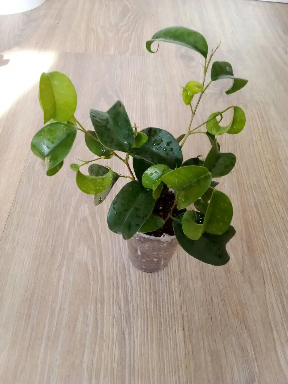 Фикус букле в Уфе - Растения (Хобби и отдых) в Уфа