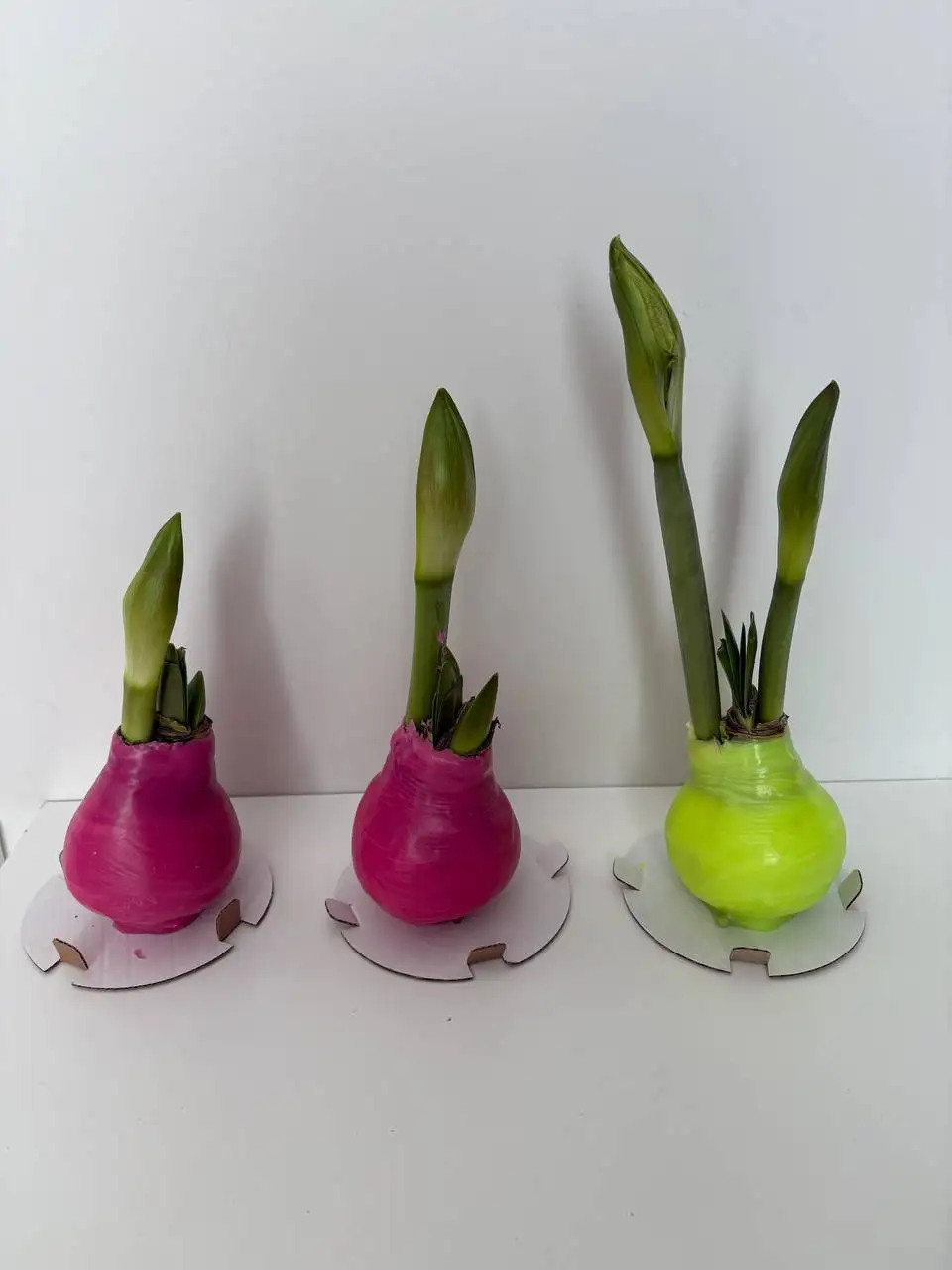 Амариллис Lady Jane в воске - Растения (Хобби и отдых) в Уфа