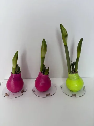 Амариллис Lady Jane в воске - частное объявление в Уфа