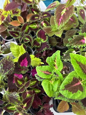 Продажа колеусов в Уфе - частное объявление в Уфа