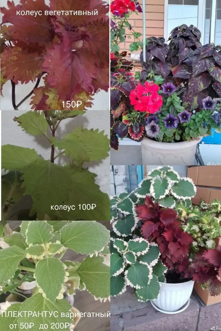 Продажа колеусов вегетативных сортовых - Растения (Хобби и отдых) в Уфа