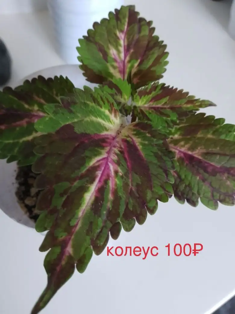 Продажа колеусов вегетативных сортовых - Растения (Хобби и отдых) в Уфа