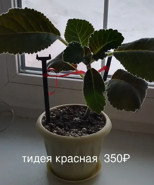 Наборы сортовых фиалок в Нагаево - частное объявление в Нагаево