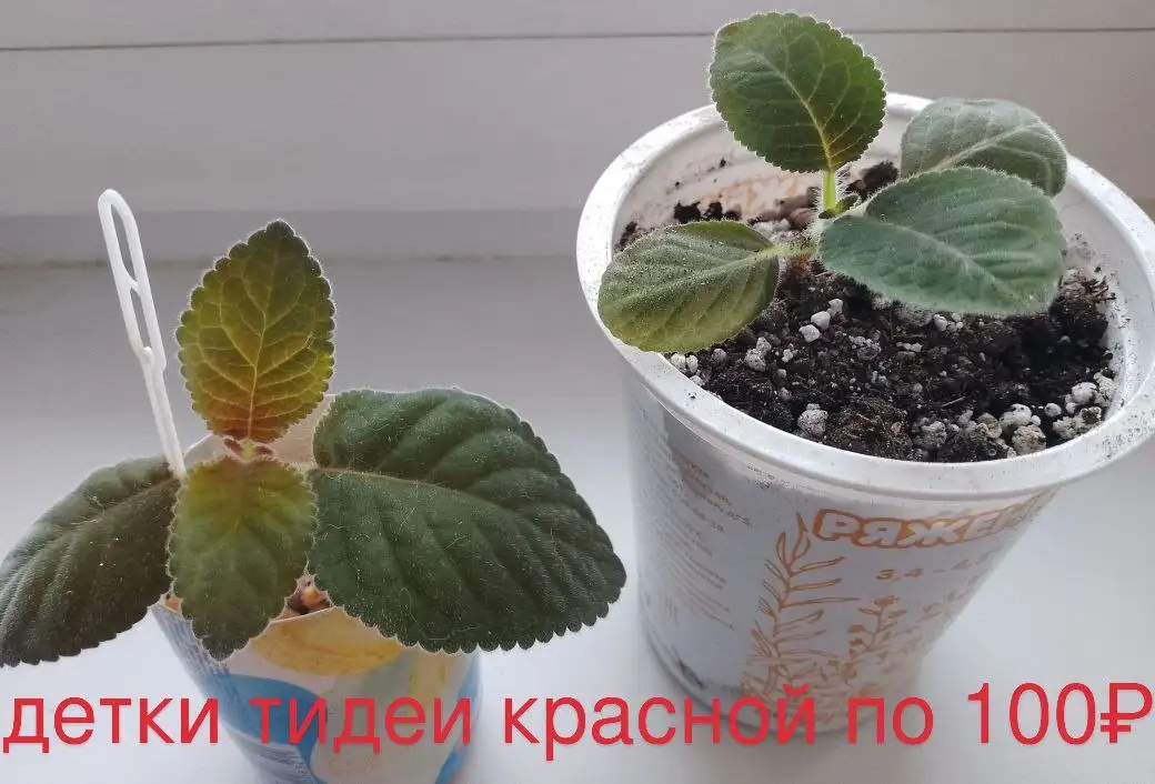 Наборы сортовых фиалок в Нагаево - Растения (Хобби и отдых) в Нагаево