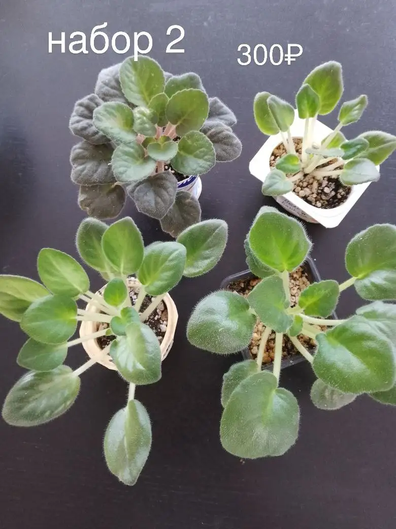 Наборы сортовых фиалок в Нагаево - Растения (Хобби и отдых) в Нагаево