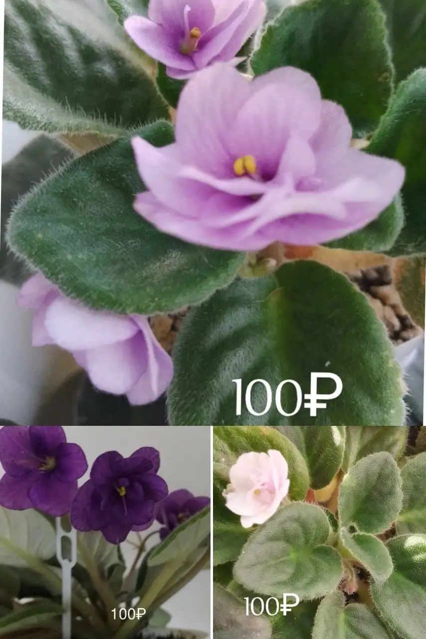 Наборы сортовых фиалок в Нагаево - Растения (Хобби и отдых) в Нагаево