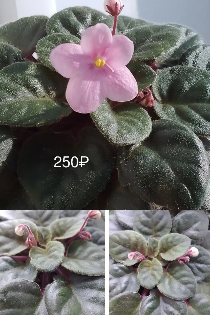 Наборы сортовых фиалок в Нагаево - Растения (Хобби и отдых) в Нагаево