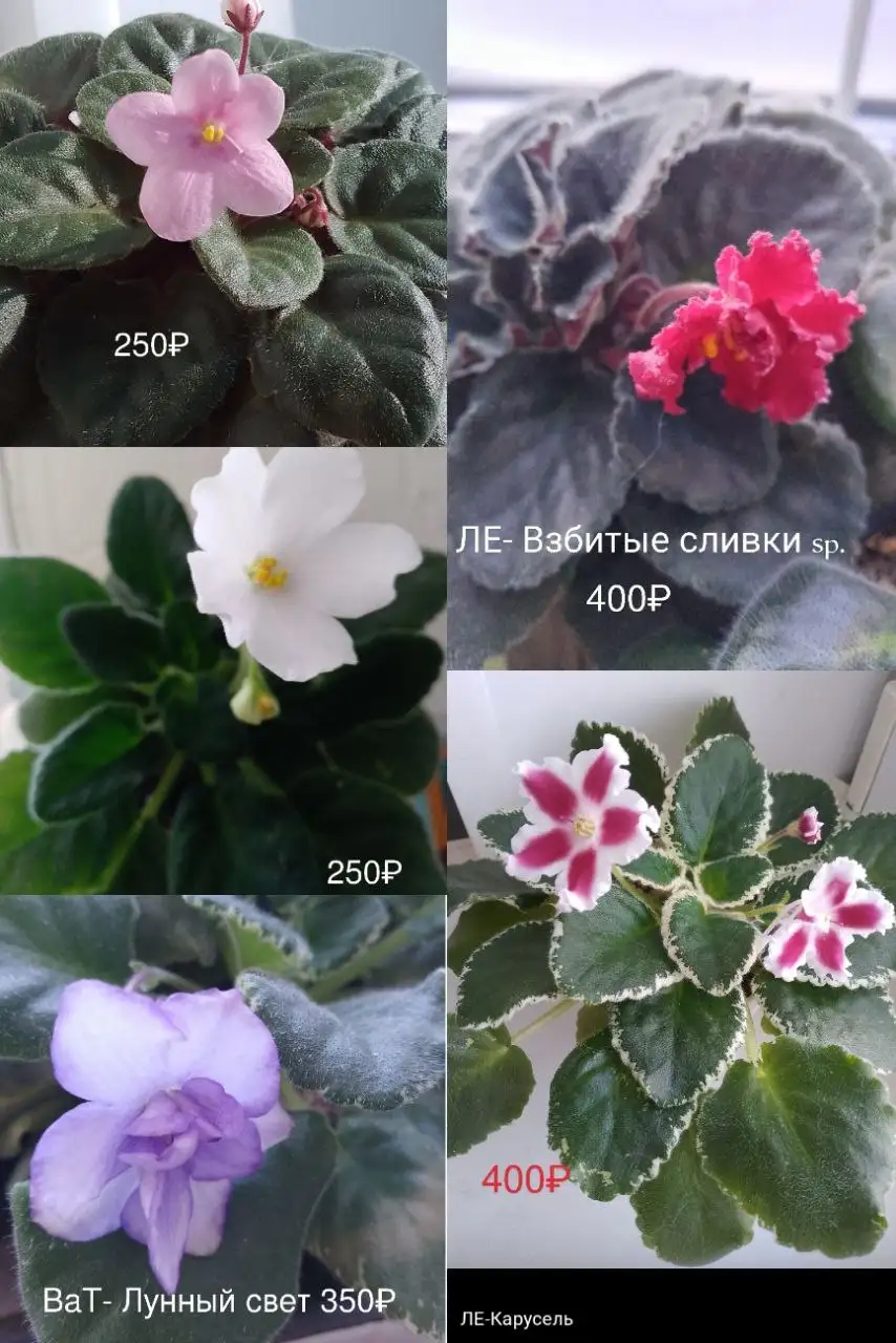 Наборы сортовых фиалок в Нагаево - Растения (Хобби и отдых) в Нагаево