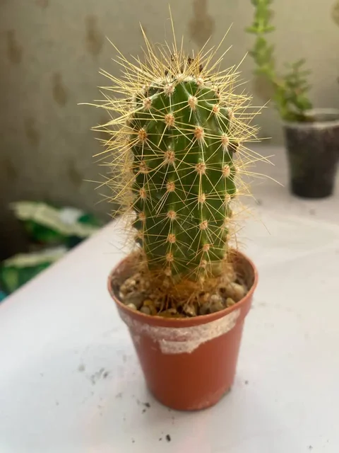 Растения по сниженной цене в Сипайлово - частное объявление в Уфа