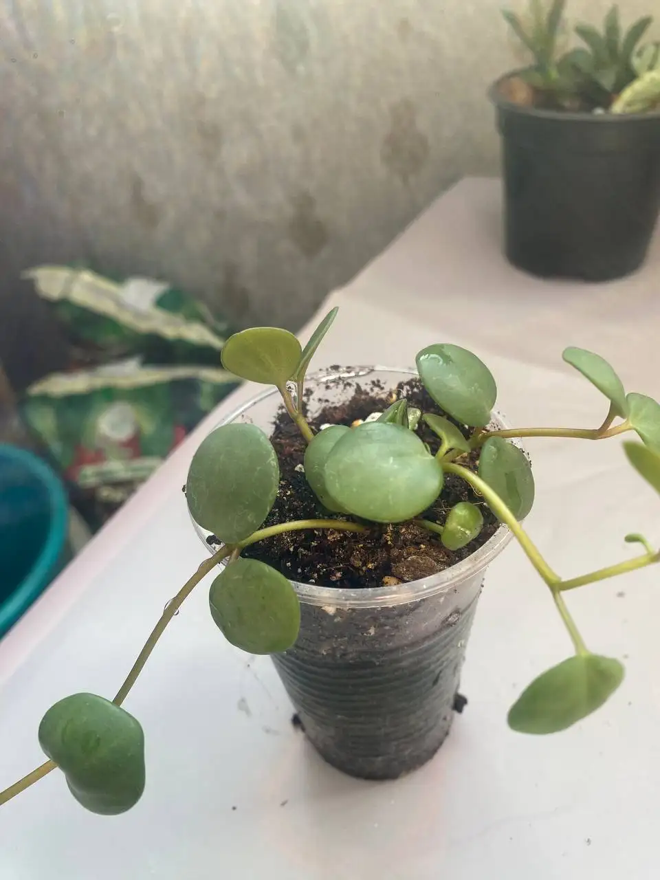 Растения по сниженной цене в Сипайлово - Растения (Для дома и дачи) в Уфа