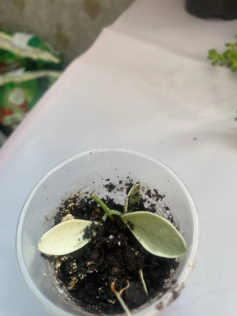 Растения по сниженной цене в Сипайлово - Растения (Для дома и дачи) в Уфа