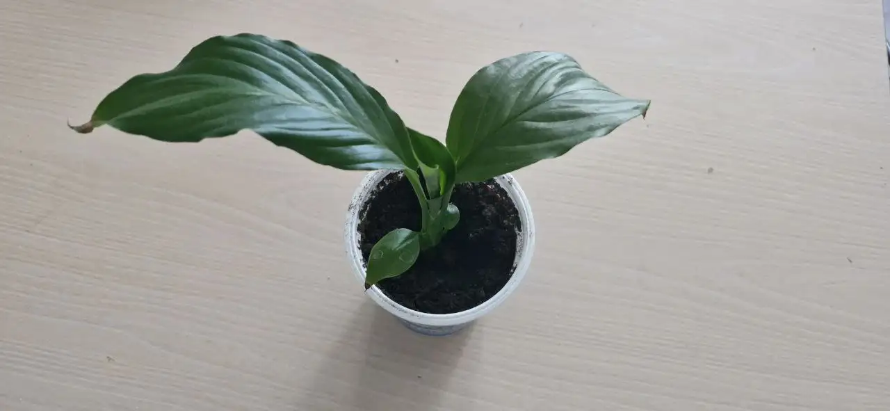 Спатифиллумы и сингониум на Бакалинской - Растения (Хобби и отдых) в Уфа