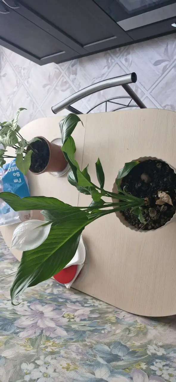 Спатифиллумы и сингониум на Бакалинской - Растения (Хобби и отдых) в Уфа