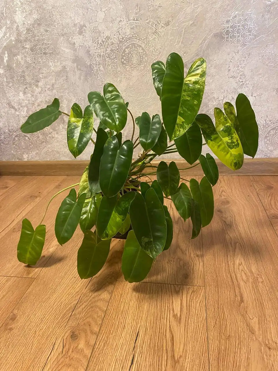 Филодендрон Бурле Маск вариегатный - Растения (Хобби и отдых) в Уфа