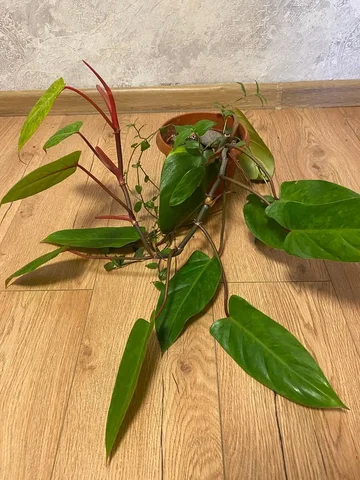 Продам филодендрон Медуза - частное объявление в Уфа