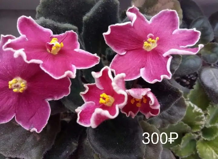 Цветущие фиалки в Нагаево - Растения (Хобби и отдых) в Нагаево