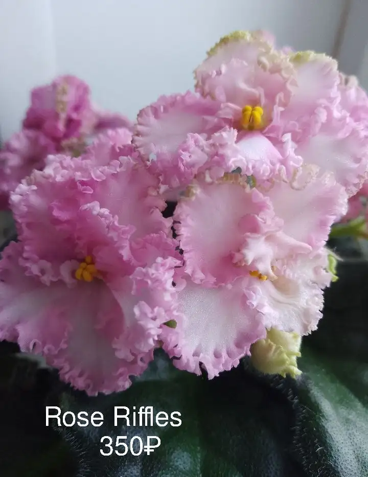 Цветущие фиалки в Нагаево - Растения (Хобби и отдых) в Нагаево