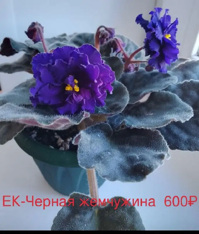 Цветущие фиалки в Нагаево - Растения (Хобби и отдых) в Нагаево