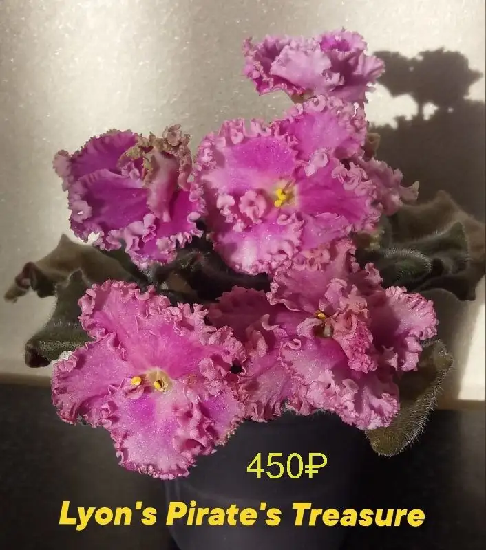 Цветущие фиалки в Нагаево - Растения (Хобби и отдых) в Нагаево