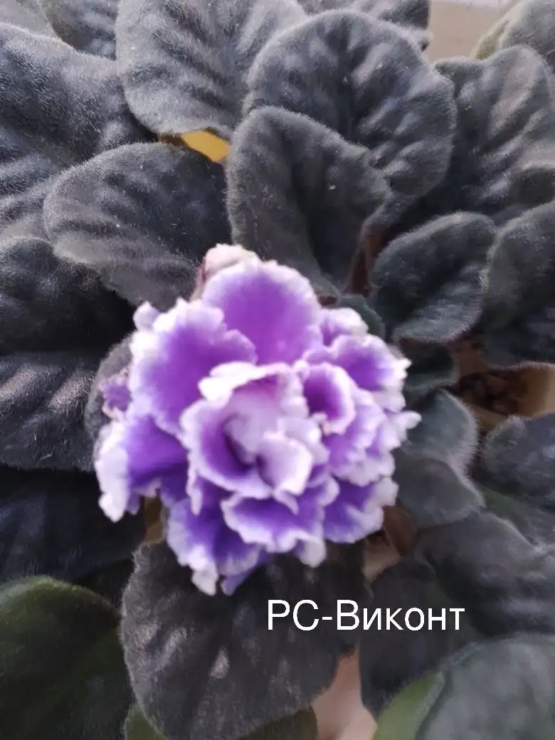 Цветущие фиалки в Нагаево - Растения (Хобби и отдых) в Нагаево