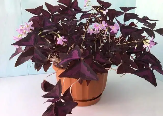 Куплю цветок - Растения (Хобби и отдых) в Уфа