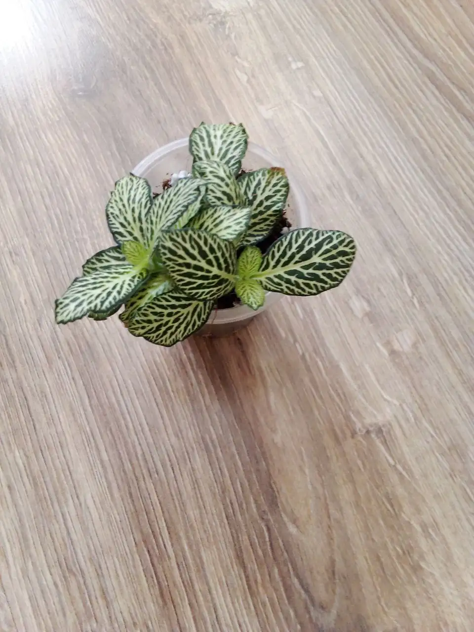 Фиттония - Растения (Хобби и отдых) в Уфа